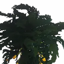 Seaweed