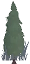 Spruce Sapling