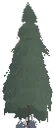 Decorative Young Spruce Tree