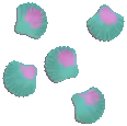 Tough Shelled Mussel