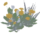 Dandelions