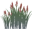 Wild Grains
