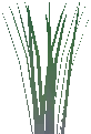 Wild Starbulb Plant