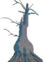 Planted Willow Tree